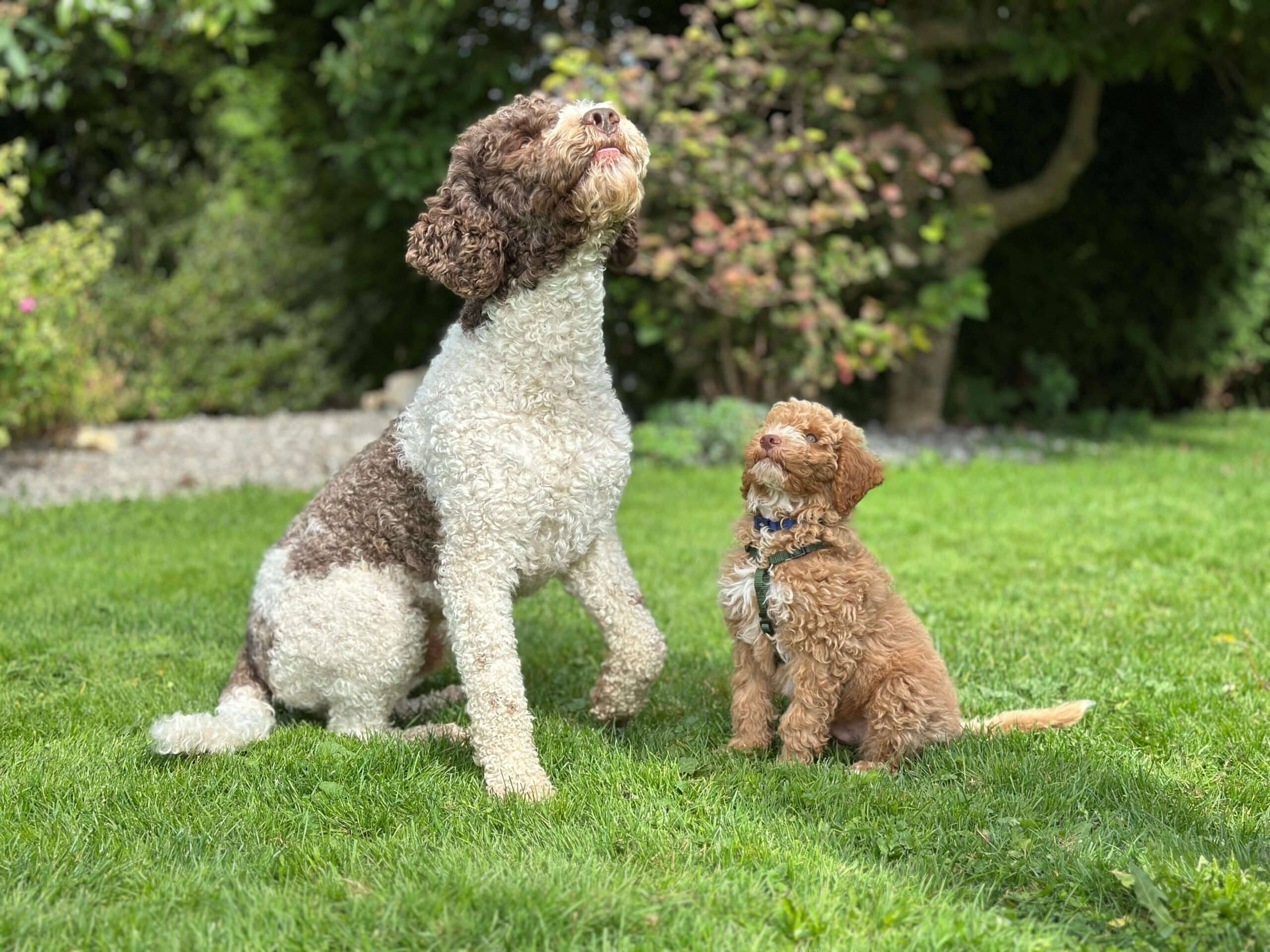 Ein Hund und ein Welpe sitzen aufmerksam da und blicken mit neugierigem Ausdruck nach oben, während sie im Welpentraining sind.